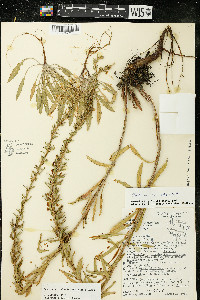 Oenothera clelandii image