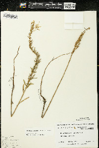 Oenothera clelandii image