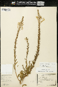 Oenothera clelandii image