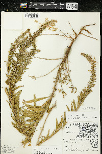 Oenothera clelandii image