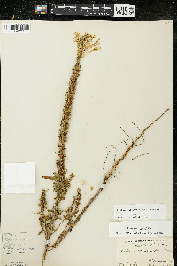 Oenothera clelandii image