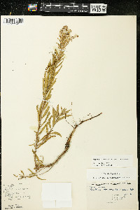 Oenothera clelandii image