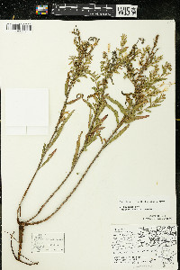 Oenothera clelandii image