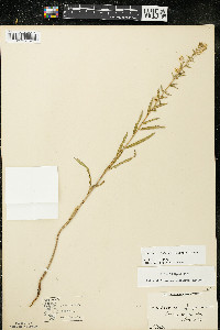 Oenothera clelandii image