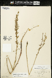 Oenothera clelandii image