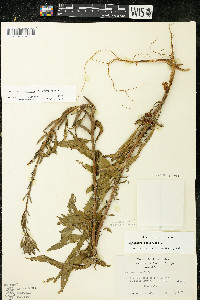 Oenothera oakesiana image