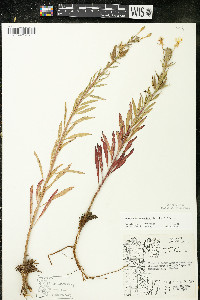 Oenothera oakesiana image