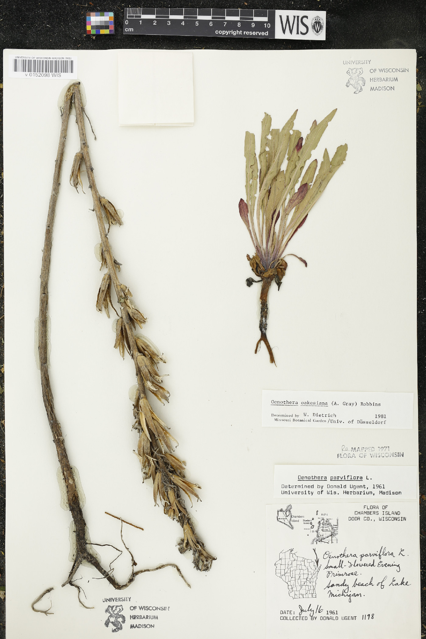 Oenothera oakesiana image