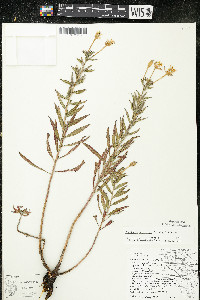 Oenothera oakesiana image