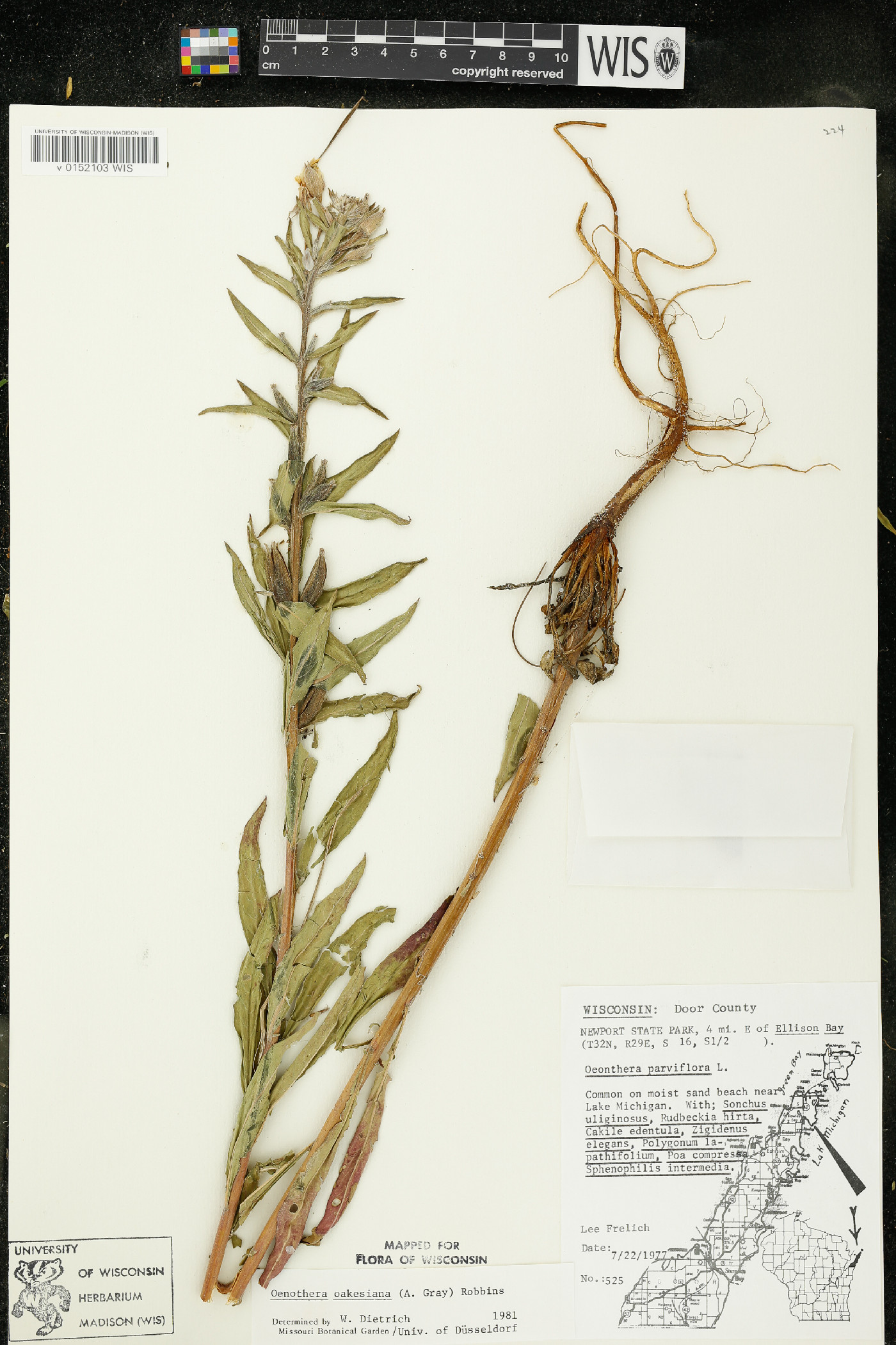 Oenothera oakesiana image