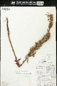 Oenothera oakesiana image