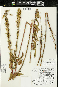 Oenothera oakesiana image