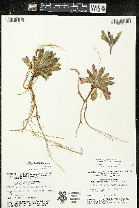 Oenothera oakesiana image