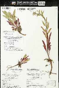 Oenothera oakesiana image