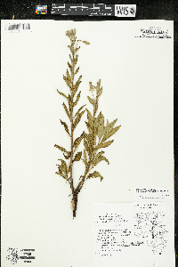 Oenothera oakesiana image