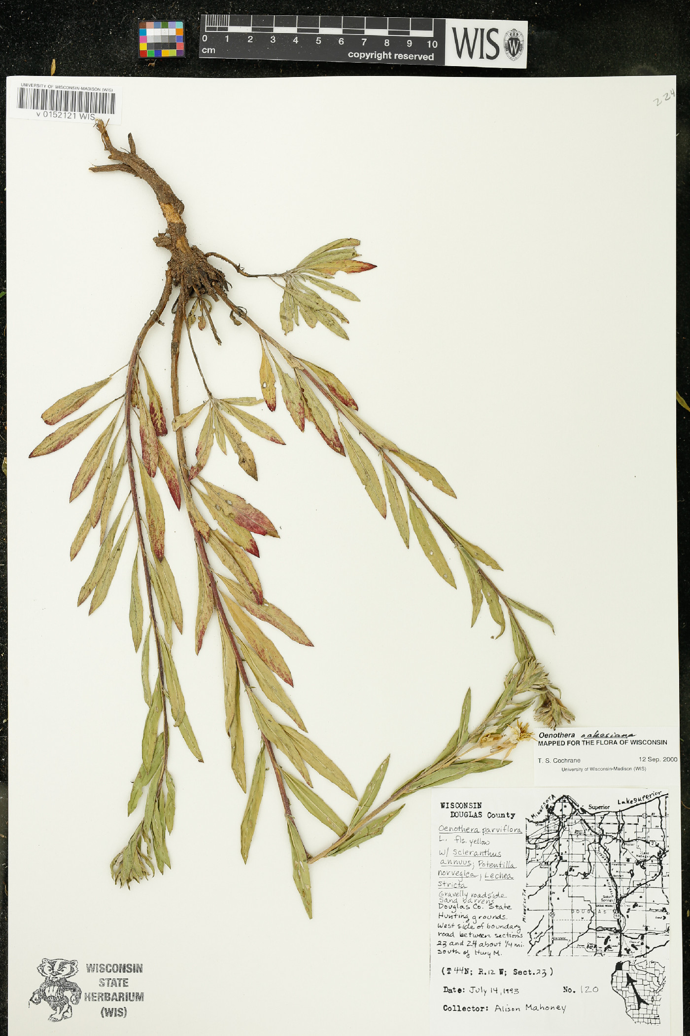 Oenothera oakesiana image