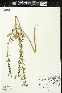 Oenothera parviflora image