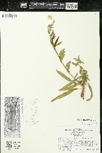 Oenothera parviflora image