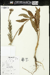 Oenothera parviflora image