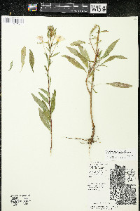 Oenothera parviflora image