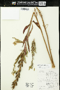 Oenothera parviflora image