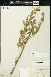 Oenothera parviflora image