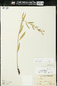 Oenothera parviflora image