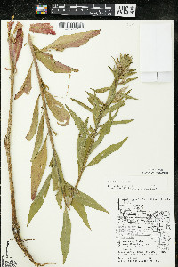 Oenothera parviflora image