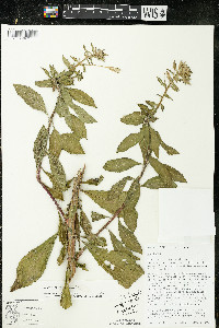 Oenothera parviflora image