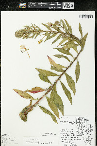 Oenothera parviflora image