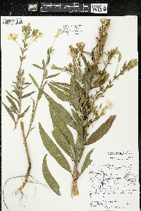 Oenothera parviflora image