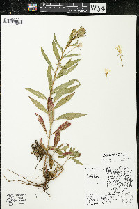 Oenothera parviflora image