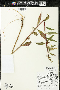 Oenothera parviflora image