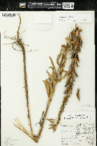 Oenothera parviflora image