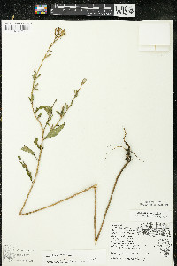 Oenothera parviflora image