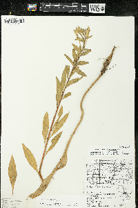 Oenothera parviflora image