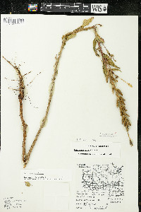 Oenothera parviflora image