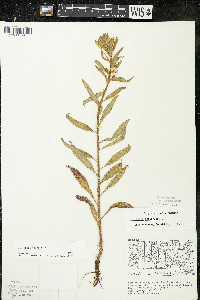 Oenothera parviflora image