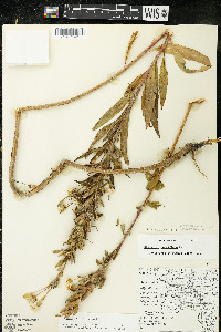 Oenothera parviflora image