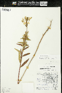 Oenothera parviflora image