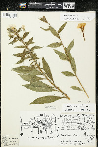 Oenothera parviflora image