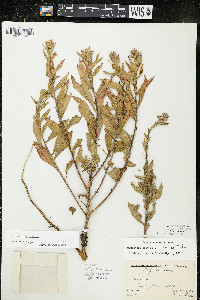 Oenothera parviflora image