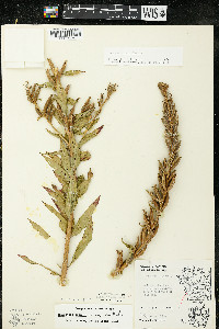 Oenothera parviflora image