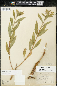 Oenothera parviflora image