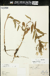 Oenothera parviflora image