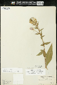 Oenothera parviflora image