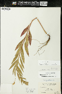 Oenothera parviflora image