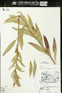 Oenothera parviflora image