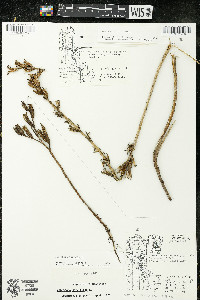 Oenothera parviflora image