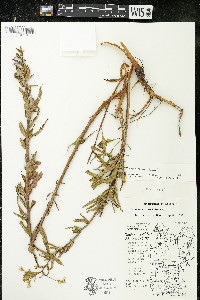 Oenothera parviflora image